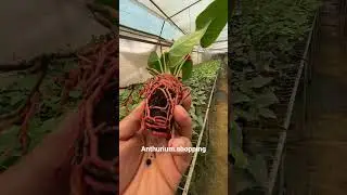 Rare imported Anthurium plant online shopping #anthurium #plants #garden #flowers