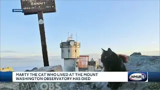 Marty the cat, who lived at the Mount Washington Observatory, has died