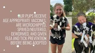 Pawsitive Connections, Inc, About Us