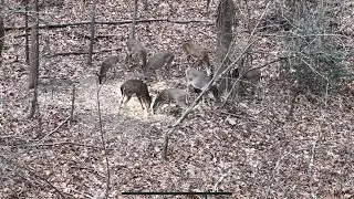 Self filmed day of bow hunting. Exciting day of doe management 