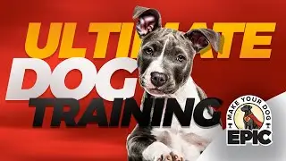 Dog Training Franchise | Why Should You Buy A Make Your Dog Epic Franchise?