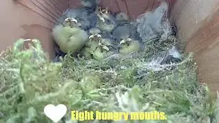 BLUETIT CHICKS