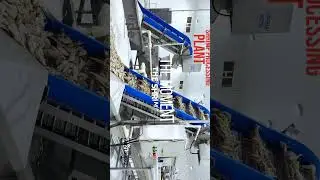 Shrimp Processing Line