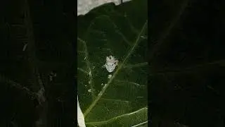 White Plant Hopper nymph #bug #plants #hopper #white #cotton #trypophobia #nature #nymph #baby #wow