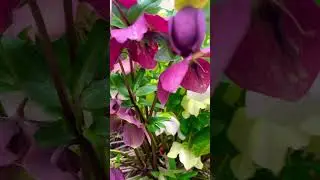 Helleborus Orientalis | Lenten Rose | Christmas Rose |Buttercup Rose