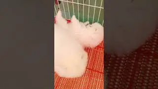 Cute Mini Funniest Animals - Best Of The 2025 Funny Animal Videos #97.9