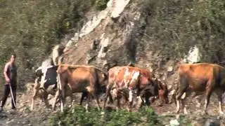 DOBERCAN TETOR 2014
