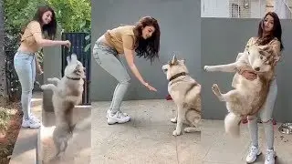 Actress Pranitha Subhash Playing with Her Pet Dog | Pranitha Subhash House inside Video | Filmylooks