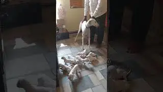 Greyhound puppies sale  ❤️❤️❤️❤️❤️dog lover