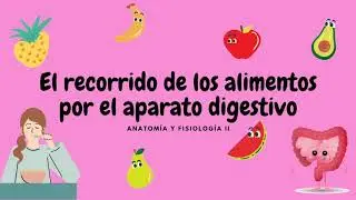 ¡El recorrido de los alimentos por el aparato digestivo!