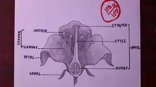 How to draw longitudinal section of flower easily / How to draw different parts of flowers
