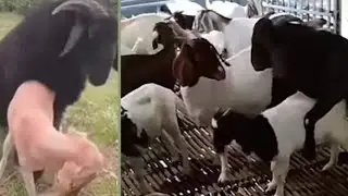 Kambing jamnapari senduro x kg cross : asoka x melor