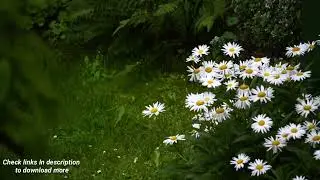 Relaxing Thunder Rain Sound Effect | Copyright Free Nature sounds