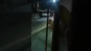Today Night 10:00Pm Marchula (uttarakhand) #tiger #uttarakhand #khof #corbett #night #shorts #real