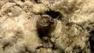 Atenia quadrasi