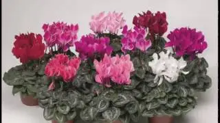 Обольстительный цикломен - Seductive cyclamen