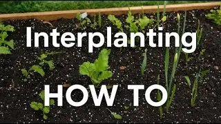 Let's talk Interplanting!