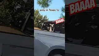 Only in Texas&hellip; #goat #texas #truck