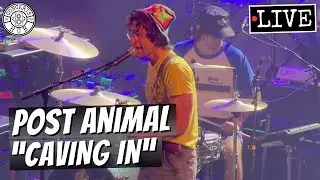 Post Animal 
