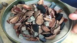 FAZENDO SUBSTRATO COM CASCA DE CASTANHA DO PARÁ