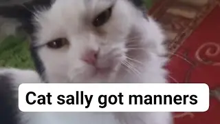 Cat sally   got manners #catlovers #catbehaviour #cutecat