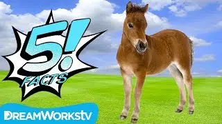 5 Little Pony Facts | 5 FACTS