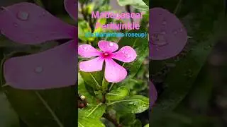 Madagascar Periwinkle (Catharanthus roseup) #rpmtheexplorer #explorer #rpm #nature #floweringplant