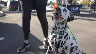 Boise K9 Fitness and Rehab opens the first indoor pool for dogs in the Treasure Valley