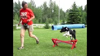 Djin's ADP All Dogs Parkour L 2 title