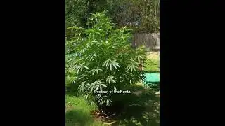 AI made my Bush 360! So cool!#aivideo #aiphotography #ai.  #aiartist #aishorts #youtube #youtubeshor