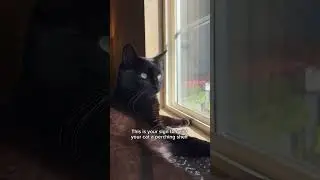 #diy #cat #diyhome #perch
