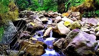 Symphony of Forest Birds and Streams, Peaceful Nature Heals the Soul, White Noise, Calming ASMR