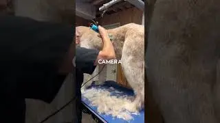 🐶 DOG GROOMING CLIPPER Proper Use