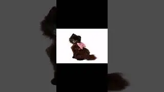 Harness Top Connie