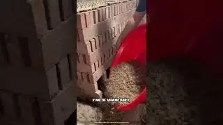 Scorpion farming for venom