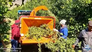 Chipping citrus pruning waste at a rate of 10 meters per minute with TOMCAT M4250AFP PTO woodchipper