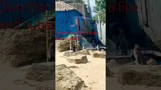 #jdog #viralvideo #latestnews  #music