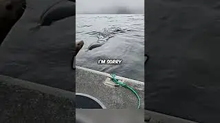 Woman Kicks Seal Off Her Boat