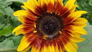 Pollination - Why You Might Not Be Getting Fruit Set