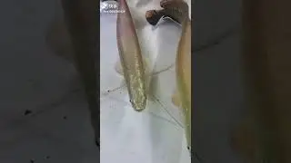 People make money and birds make food. Why do fish? #redtailseaElephant #Arapaima #鱼鱼 #shorts