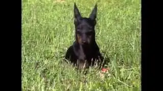 Манчестерский терьер &mdash; серия пород собак AKC