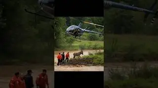 Helicopter Rescue: Donkey Airlifted From Swollen Riverbed #shorts #animalrescue #love #nature #cute