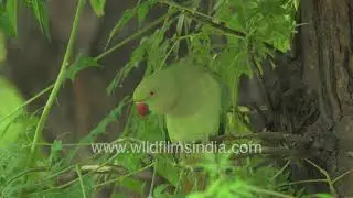 Tota shenanigans: Rose-ringed Parakeets feed and nest on Bakain trees in Delhi summers