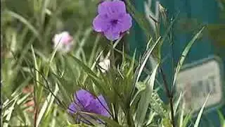 Plant ruellia for a heat-tolerant flower