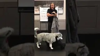 Day 102   How to Safely Break up a Dog Fight