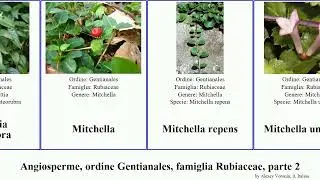 Angiosperme, ordine Gentianales, famiglia Rubiaceae, parte 2 ixora guettarda gardenia morinda