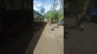 Nếu em l&agrave; giai nh&acirc;n,đ&agrave;n g&agrave; tập 29, trực 2 Qu&ecirc;