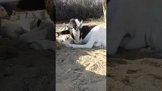 Boss pink Goat enjoying lifestyle in desert #goat #viralvideo #animals