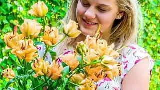 Barbara King, zestaw 5 żywych cebulek Lily Apricot Fudge w QVC