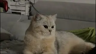 Kuscheln mit den Katzen! Live 😍